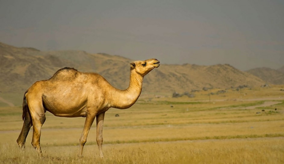 Arabia Suadyjska camel